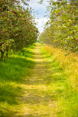 A photo of beautiful cherry trees with cherries in orchard in Czech republic