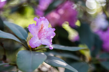 purple lilac single rhododendron  flower