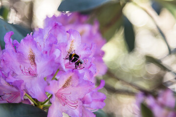 bee (Bombus arvensis) on a rhododendron flower 