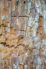 The textured surface of the multi-year bark of deciduous tree in the forest