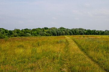 Road through the meadow. Travel through the countryside