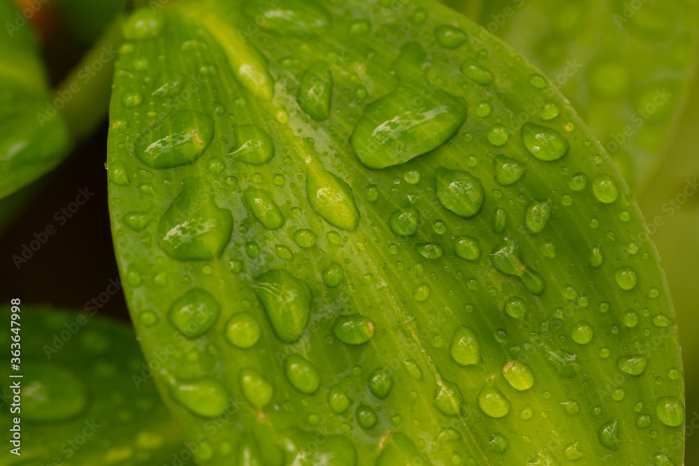 Wall mural water drops on green leaf