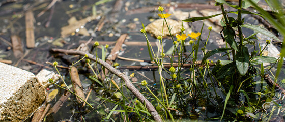 Wild herbs by the river close up photo