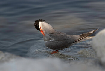 White-cheeked Tern preening at the coast of Tubli, Bahrain