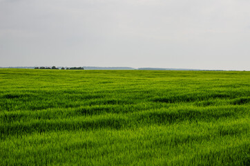 Obraz premium Green wheat field. Summer green grass. Background for graphic design of agro booklet