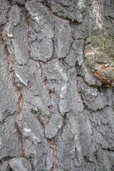 The textured surface of the multi-year bark of deciduous tree in the forest