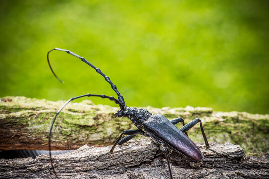 Podyji national park, Czech republic- JUNY 2019: Great capricorn beetle (Cerambyx cerdo)