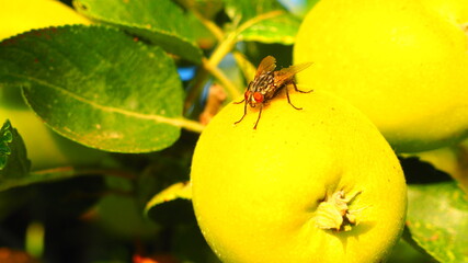 Fly on yellow apple growing.
