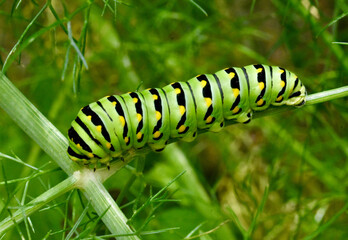 Closeup of the caterpillar of the eastern black swallowtail butterfly (Papilio polyxenes) feeding on the narrow leaves of fennel (Foeniculum vulgare.)  Copy space.
