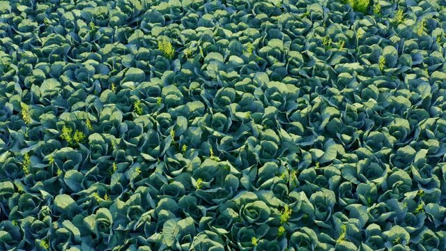 Drone flying over a field with cabbage 