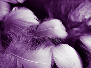 Obraz premium Beautiful abstract white and purple feathers on black background and soft white feather texture on white pattern and purple background, feather pink background, purple banners