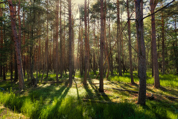 Scenic forest. Vintage forest background.