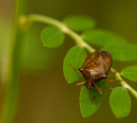 bug on leaf