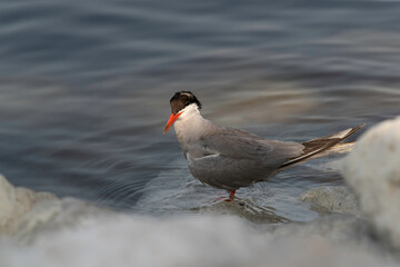 Closeup of  White-cheeked Tern perched on rock at the coast of Tubli, Bahrain
