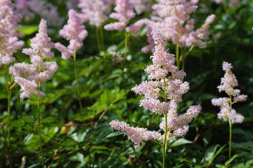bushes and pink astilbe flowers in the garden