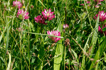 Rotklee, Klee, Wiesenklee,  Blüte, Nectar, Pollen, Thüringen, Deutschland, Europa