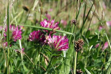 Rotklee, Klee, Wiesenklee,  Blüte, Nectar, Pollen, Thüringen, Deutschland, Europa