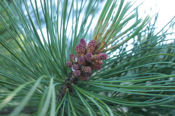 pine tree branch