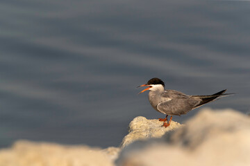 White-cheeked Tern perched on rock at the coast of Tubli, Bahrain