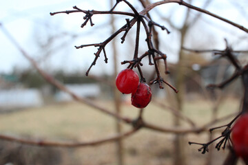 red berries on a tree