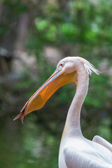 Pelecanus onocrotalus - White Pelican by the water. He has caught a fish in his beak.