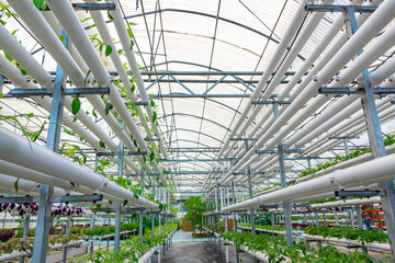 Soilless crops grown in pipes in modern greenhouses.