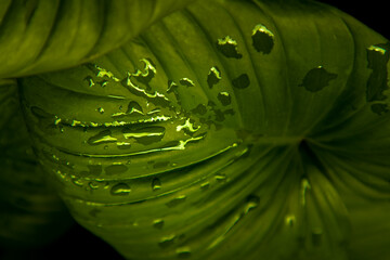 Obraz premium Beautiful green leaves pattern for nature concept. Homalomena rubescens kunth (King of Heart) for Araceae family. Nature background, Foliage nature. Selective focus.