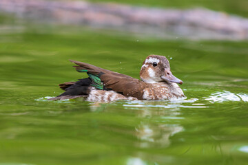 The duck swims on the water and has an open beak. Photo from the bottom of the water.