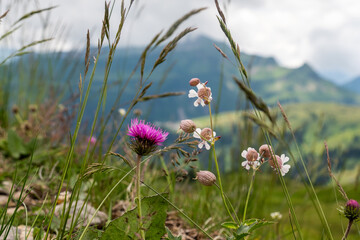 Alpenwiese