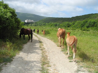 Fototapeta na wymiar horses in the mountains