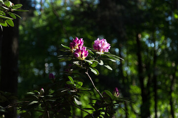 flowers of a pink rhododendron  bush