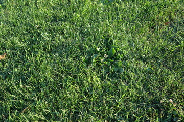 green grass background