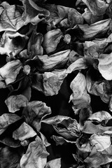 Frozen, dried magnolia flowers.