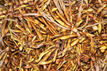 The roots of Kaempferia pandurata or Boesenbergia rotunda
