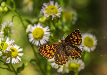 In the light of summer 