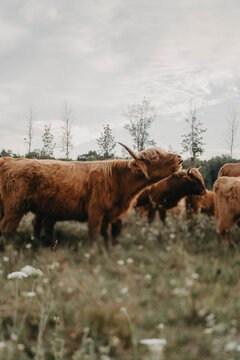 Highland cattle grazing in a meadow on a summers day