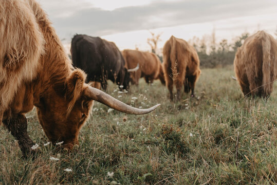 Highland cattle grazing in a meadow on a summers day