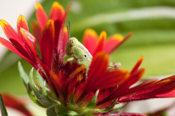 Grasshopper on a blanket flower