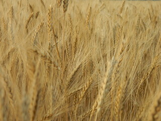 Golden wheat during harvest