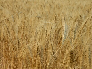 Golden wheat during harvest