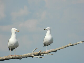 Obraz premium White seagulls on a dried tree above a lake