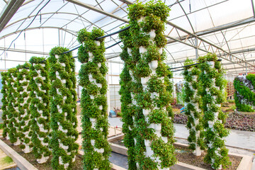 Agricultural plants grown in a modern greenhouse.