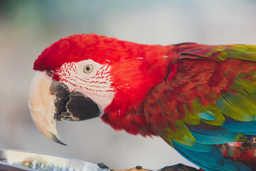 Red parrot bird, close up portrait