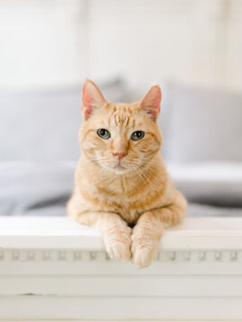 Little tabby cat