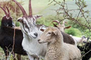 Ziege und Schaf flirten vertraut auf einer Wiese wie ein Liebespaar