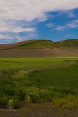 Vertical view of rolling wheat fields and lush greenery in the Palouse area of Washington state in spring
