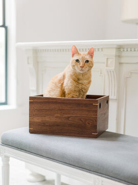 Little tabby cat in wooden box