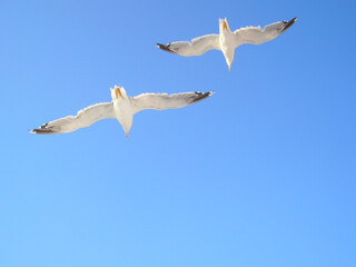 Seagulls