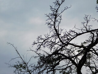 Bulky dark trees on a background of bright sky