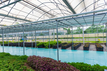 An agricultural plant grown in a modern greenhouse.